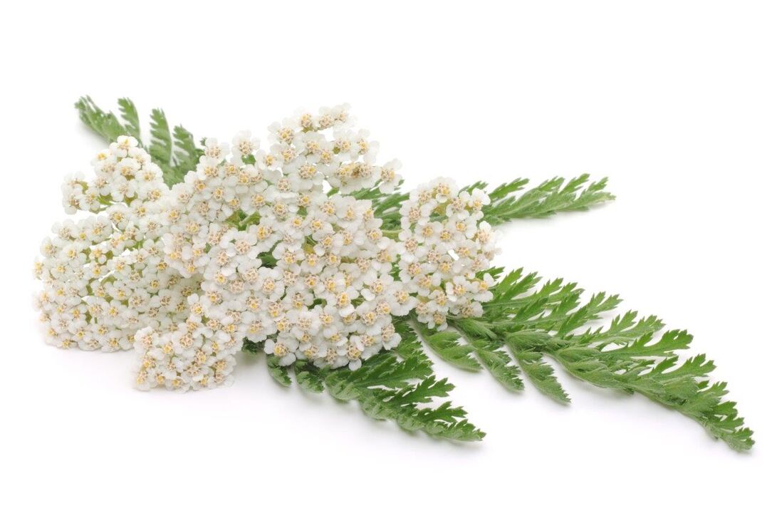 yarrow - the composition of the cream Proctonic